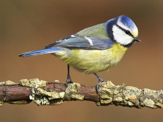 Жағажайдағы секс нудисі