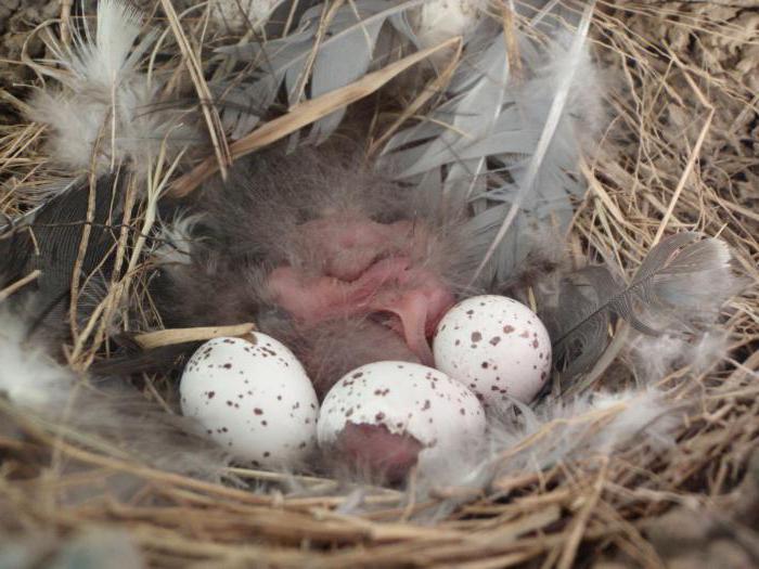 Burung Dipper Penerangan Dan Gambar