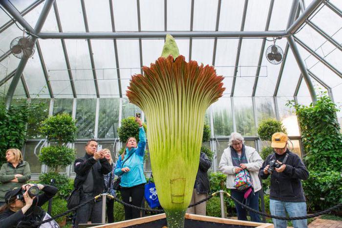 世界上最臭的花