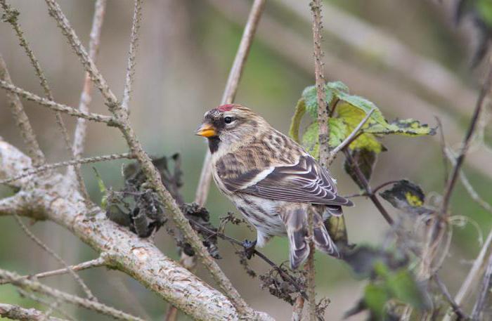 Сексуалдық порно кеңсе хатшысы