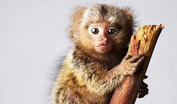 Ол аузын ашып, жыныс мүшесін ішке кіргізді