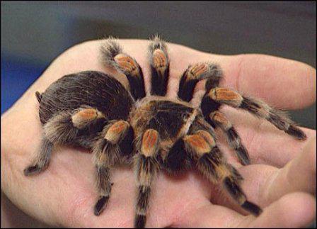 Tarantula Labah Labah Kandungan Di Rumah Jenis Tarantula