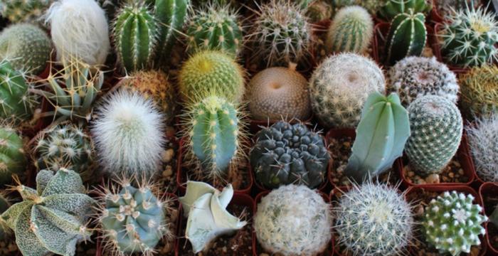 Cacti کے مختلف قسم کے ان کی تصویر اور تفصیل Cacti کی بنیادی اقسام