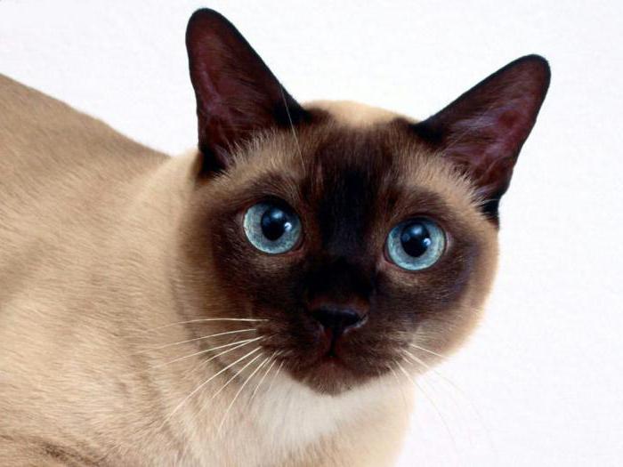 Kucing Tonkinese: Huraian baka dan foto