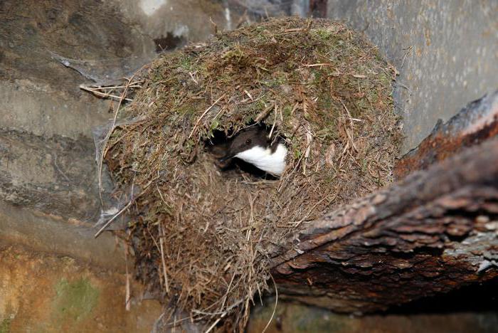 Burung Dipper Penerangan Dan Gambar