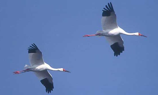 Киімнің астынан көрінетін сиськи видео Сексуалды поцелулердің фотосуреттері