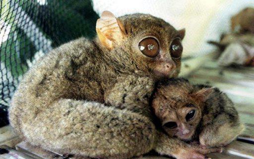 Philippine Tarsier Zanimljivosti Fotografije