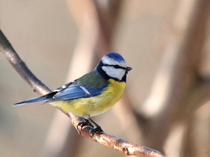 Порно қыздар өздерінің кискаларын көрсетеді