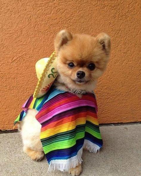 Haiwan Misteri Dengan Tv Epandos Mexico