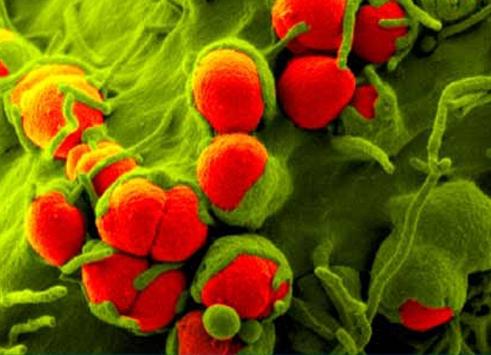 Жыныстық алыптар