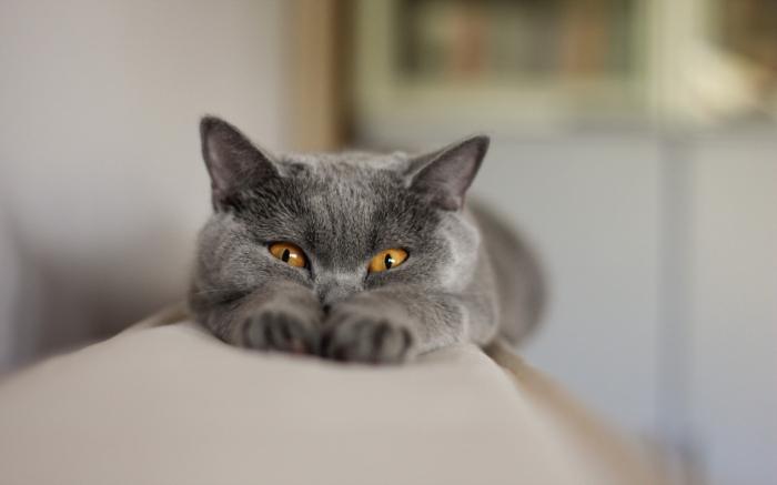 Baka kelabu nama kucing, penerangan dan foto