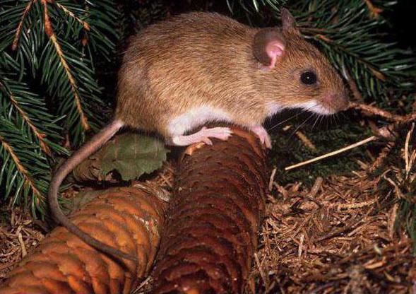 Нимфоманиялық порно