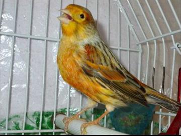 Анальды клизма, одан кейін жыныстық қатынас бейне