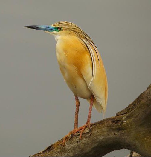Ең үлкен транни әтеш спермы