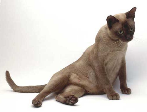 Кітапханадағы секс-эротика