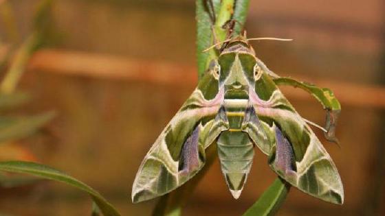 Полоцктегі жалаңаш қыздардың суреттері Жастарды трахает ететін қарттардың өте қатыгез порносы