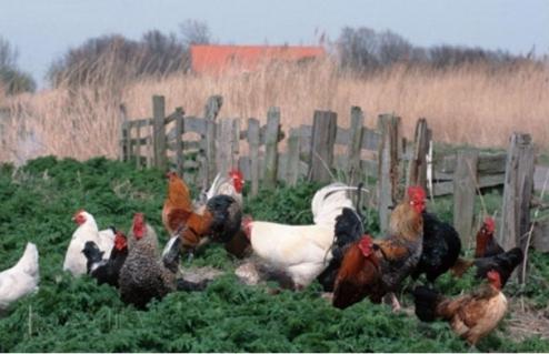 Жалаңаш үй бейнелерін қараңыз Американдық аналардың порно видеолары